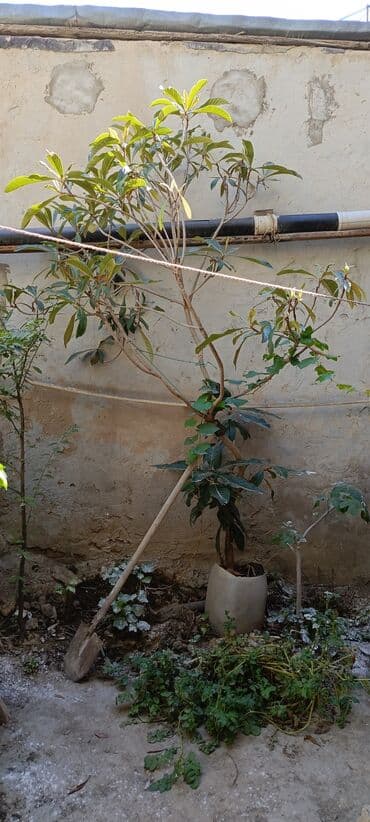 Yapon ezgili satilir evden koculur diye satilir cox gozel şirin lalafo.az -da Yapon ezgili satilir evden koculur diye satilir cox gozel şirin