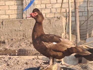 Варенье: Lal ördəklər satılır qiymət saya və cinsinə görə dəyişir at lalafo.az — 1 Варенье: Lal ördəklər satılır qiymət saya və cinsinə görə dəyişir — 1