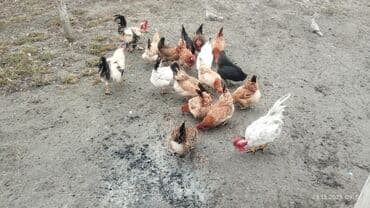 Toyuq, Yumurtalıq, Ödənişli çatdırılma lalafo.az -da Toyuq, Yumurtalıq, Ödənişli çatdırılma