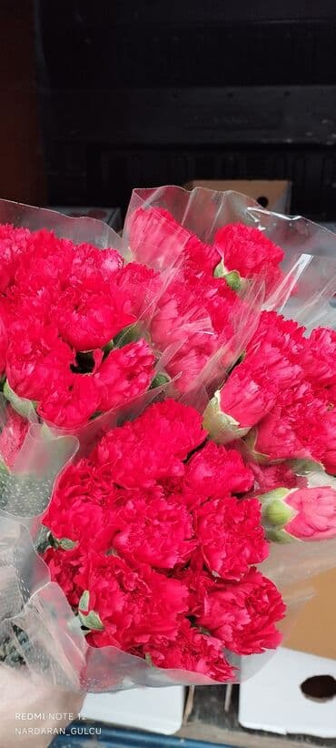 Qərənfil güllərinin topdan satışı lalafo.az -da Qərənfil güllərinin topdan satışı