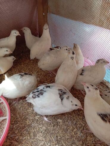 1 m² yerə 5 toyuq, 25 Bildirçin yerləşir. Toyuq bir gündən bir lalafo.az -da 1 m² yerə 5 toyuq, 25 Bildirçin yerləşir. Toyuq bir gündən bir