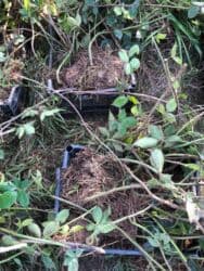 Başlıq: Moruq şitili satılır, minimum 1000 ədəd verilir Təsvir: - lalafo.az -da Başlıq: Moruq şitili satılır, minimum 1000 ədəd verilir Təsvir: -