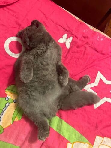 Şotland, Dişi, Ünvandan götürmə lalafo.az -da Şotland, Dişi, Ünvandan götürmə