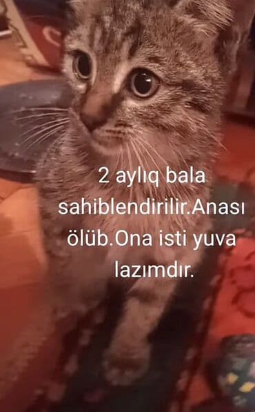 Tabbi, Yaxşı əllərə lalafo.az -da Tabbi, Yaxşı əllərə