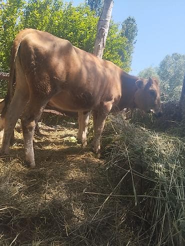 Dişi, il: 1, 300 kq, Südlük, Ünvandan götürmə lalafo.az -da Dişi, il: 1, 300 kq, Südlük, Ünvandan götürmə