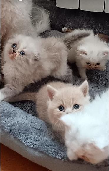 Fars, Erkək, Dişi, Yaxşı əllərə, Rayonlara çatdırılma, Ünvandan götürmə, Ödənişli çatdırılma lalafo.az -da — 1 Fars, Erkək, Dişi, Yaxşı əllərə, Rayonlara çatdırılma, Ünvandan götürmə, Ödənişli çatdırılma — 1