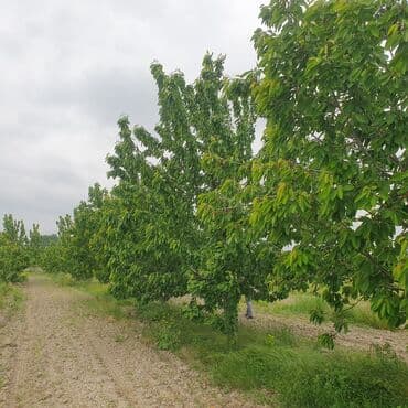 106 sot, Kənd təsərrüfatı, Mülkiyyətçi, Kupça (Çıxarış) lalafo.az -da 106 sot, Kənd təsərrüfatı, Mülkiyyətçi, Kupça (Çıxarış)