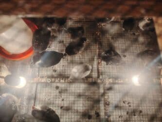 Qara Avstrolop cuceler satilir 1 ayliqdi 3 azn lalafo.az -da Qara Avstrolop cuceler satilir 1 ayliqdi 3 azn