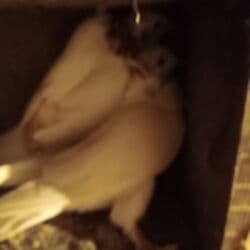 Smart qolbaqlar lalafo.az -da Smart qolbaqlar