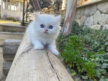 Fars, Erkək, Dişi, Yaxşı əllərə, Ödənişli çatdırılma, Ünvandan götürmə, Rayonlara çatdırılma lalafo.az -da Fars, Erkək, Dişi, Yaxşı əllərə, Ödənişli çatdırılma, Ünvandan götürmə, Rayonlara çatdırılma