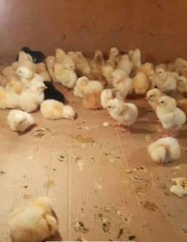 Toyuq cücələri, Ətlik lalafo.az -da Toyuq cücələri, Ətlik