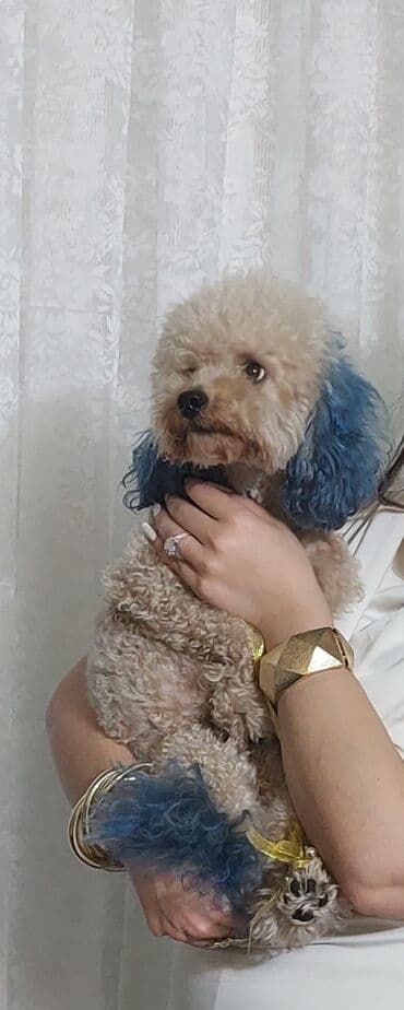 Pudel lalafo.az -da Pudel