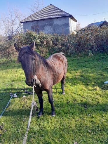 Qəhvəyi rəngli at - Rəng: tünd qəhvəyi, qara yal və quyruq - lalafo.az -da — 2 Qəhvəyi rəngli at - Rəng: tünd qəhvəyi, qara yal və quyruq - — 2