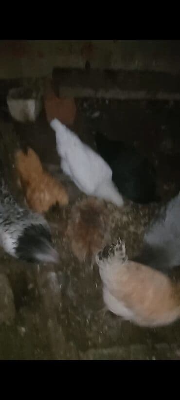 Toyuq, Yumurtalıq lalafo.az -da Toyuq, Yumurtalıq