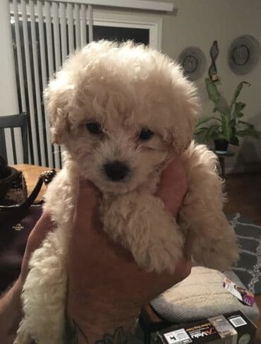 Pudel, Dişi, Peyvəndli lalafo.az -da Pudel, Dişi, Peyvəndli