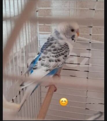 Ağ ve mavi gõrünușde qızğin aktiv valnisti satilir cüte hazir lalafo.az -da Ağ ve mavi gõrünușde qızğin aktiv valnisti satilir cüte hazir