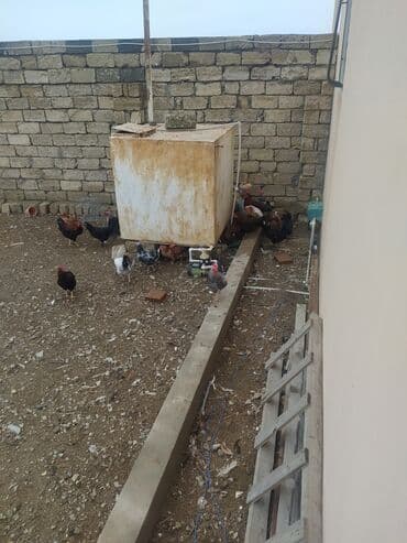 Toyuq, Yumurtalıq lalafo.az -da Toyuq, Yumurtalıq