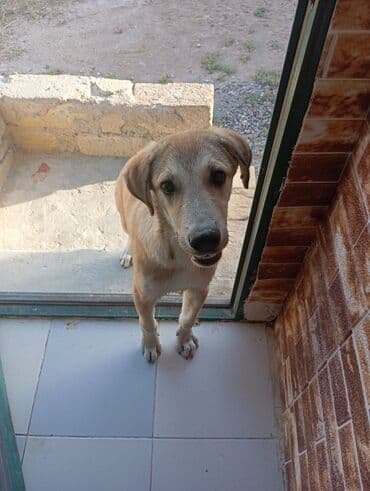 İt – gənc, orta ölçülü, qısa tüklü - Rəng: qumlu-bej, üz və sinədə lalafo.az -da İt – gənc, orta ölçülü, qısa tüklü - Rəng: qumlu-bej, üz və sinədə