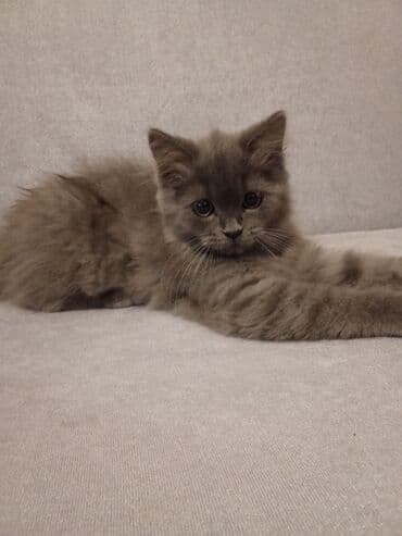 Şotland, Dişi, Yaxşı əllərə lalafo.az -da Şotland, Dişi, Yaxşı əllərə