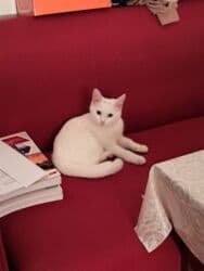 Erkək, Yaxşı əllərə, Ünvandan götürmə lalafo.az -da Erkək, Yaxşı əllərə, Ünvandan götürmə