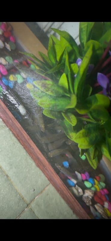 Sülhsevər, Ünvandan götürmə lalafo.az -da Sülhsevər, Ünvandan götürmə