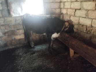 Dişi, il: 1, 100 kq, Damazlıq, Ünvandan götürmə lalafo.az -da Dişi, il: 1, 100 kq, Damazlıq, Ünvandan götürmə