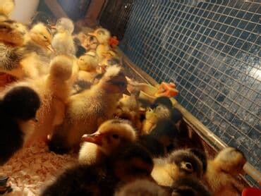 Dişi, Damazlıq, Ünvandan götürmə, Pulsuz çatdırılma, Ödənişli çatdırılma lalafo.az -da Dişi, Damazlıq, Ünvandan götürmə, Pulsuz çatdırılma, Ödənişli çatdırılma