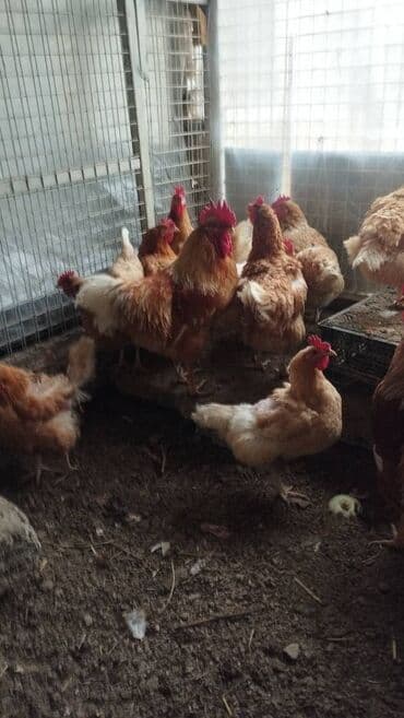 Orginal temiz qan lohman braun toyuqlarin mayali yumurtası satilir lalafo.az -da Orginal temiz qan lohman braun toyuqlarin mayali yumurtası satilir