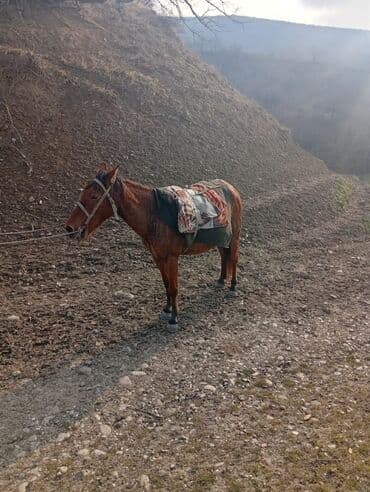 Dişi, Qarabag, il: 10, Ünvandan götürmə lalafo.az -da Dişi, Qarabag, il: 10, Ünvandan götürmə