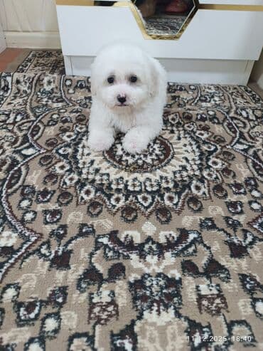 Bişon Frize lalafo.az -da Bişon Frize