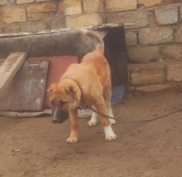 Qurdbasar lalafo.az -da Qurdbasar