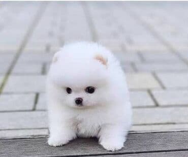 Şpitz, 2 ay, Erkek, Ünvandan götürmə lalafo.az -da Şpitz, 2 ay, Erkek, Ünvandan götürmə