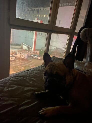 Cütləşmə üçün lalafo.az -da Cütləşmə üçün