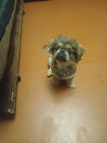 Pekines, 3 ay lalafo.az -da Pekines, 3 ay
