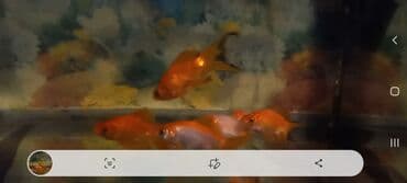 Akvaryum üçün dekorativ balıqlar – qızılbalıq növləri - Növ lalafo.az -da Akvaryum üçün dekorativ balıqlar – qızılbalıq növləri - Növ