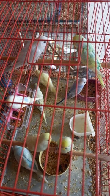 Volnist balalar satilir 9 manat cox goturen olsa endirim ederem lalafo.az -da Volnist balalar satilir 9 manat cox goturen olsa endirim ederem