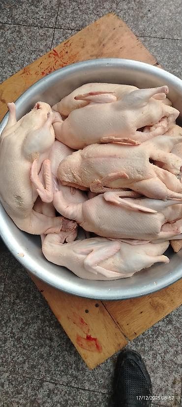 Temizlemis Qazlar Ôrdekler bildircinler damazlıqda mumkundur her cur lalafo.az -da Temizlemis Qazlar Ôrdekler bildircinler damazlıqda mumkundur her cur