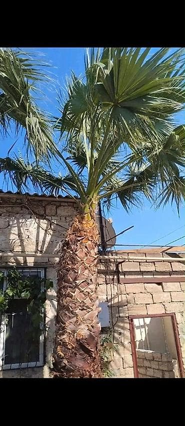 DekoDekorativ (palma ağacı) - Növ: Xurma (Phoenix canariensis tipinə lalafo.az -da DekoDekorativ (palma ağacı) - Növ: Xurma (Phoenix canariensis tipinə