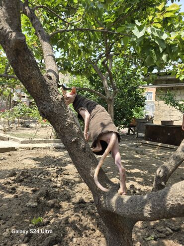 Sfinks, Dişi, Ünvandan götürmə lalafo.az -da Sfinks, Dişi, Ünvandan götürmə