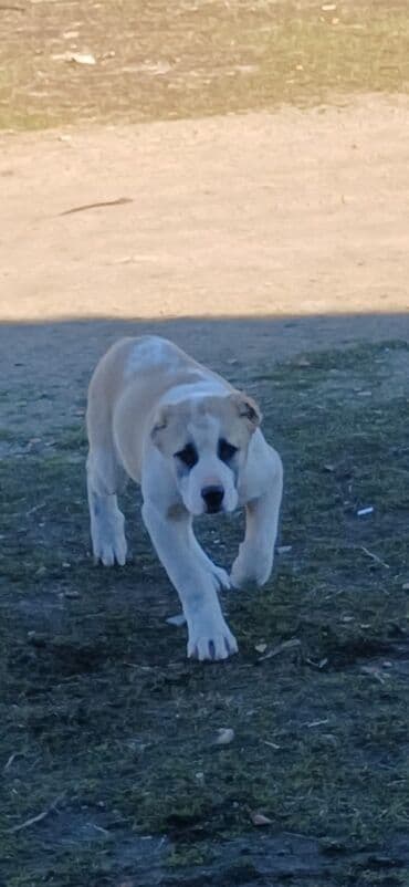 Qurdbasar, 3 ay, Erkek, Peyvəndli, Ödənişli çatdırılma lalafo.az -da Qurdbasar, 3 ay, Erkek, Peyvəndli, Ödənişli çatdırılma
