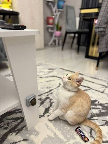 Şotland lalafo.az -da Şotland