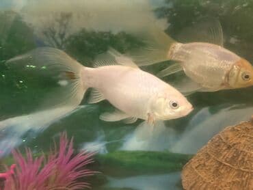 Balıqlar: Qızıl balıq, Sülhsevər, Pulsuz çatdırılma lalafo.az -da — 2 Balıqlar: Qızıl balıq, Sülhsevər, Pulsuz çatdırılma — 2