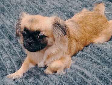 6 ay, Dişi, Peyvəndli, Pulsuz çatdırılma lalafo.az -da 6 ay, Dişi, Peyvəndli, Pulsuz çatdırılma