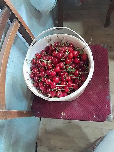 Salam aleykum turş şampan gilası satılır kampata və murəbəlik ücündu at lalafo.az Salam aleykum turş şampan gilası satılır kampata və murəbəlik ücündu