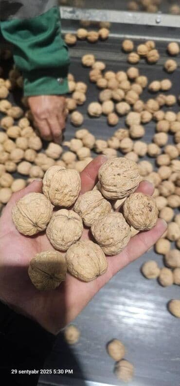 Qoz əla Chandler lalafo.az -da Qoz əla Chandler