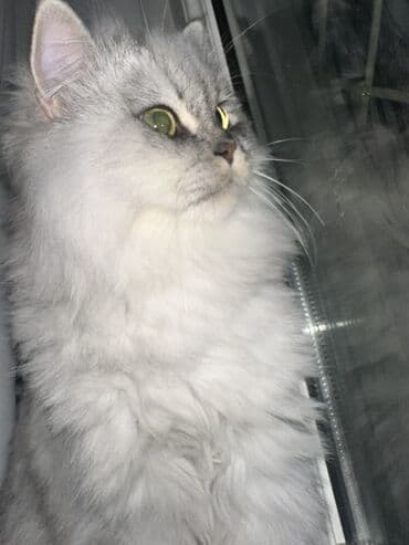 Yaxşı əllərə lalafo.az -da Yaxşı əllərə