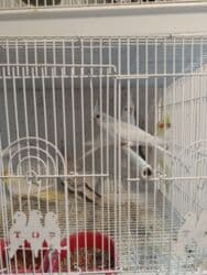 Növbənöv nimfa tutuquşuları (Cockatiel) – qəfəsdə birlikdə saxlanılan lalafo.az -da Növbənöv nimfa tutuquşuları (Cockatiel) – qəfəsdə birlikdə saxlanılan