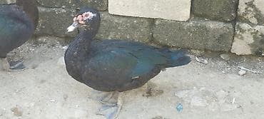 Barterde de var qara krasnadar dişi ordeyle yada lavanda ile ela lalafo.az -da Barterde de var qara krasnadar dişi ordeyle yada lavanda ile ela