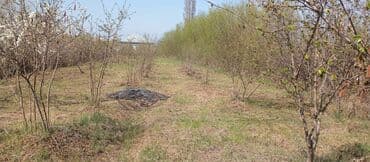 Информатика: 8 соток, Для бизнеса, Возможен обмен, Купчая at lalafo.az — 1 Информатика: 8 соток, Для бизнеса, Возможен обмен, Купчая — 1