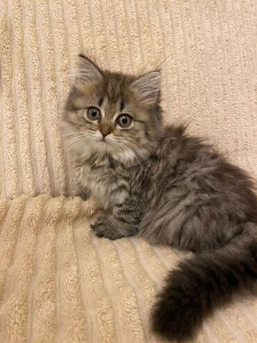 Şinşilla, Erkək lalafo.az -da Şinşilla, Erkək